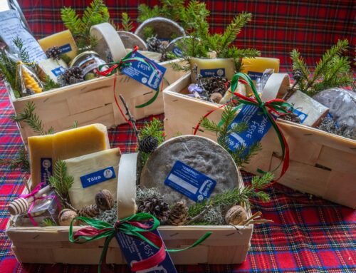 Le nostre proposte Natalizie