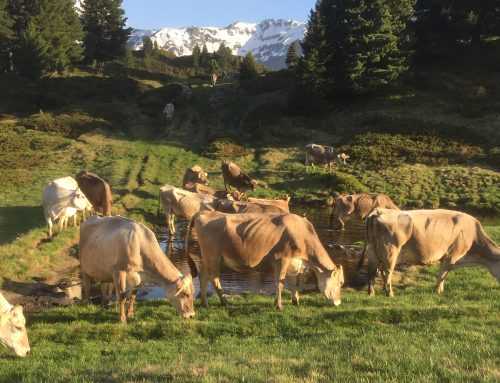 Le mucche sono tornate all’alpe