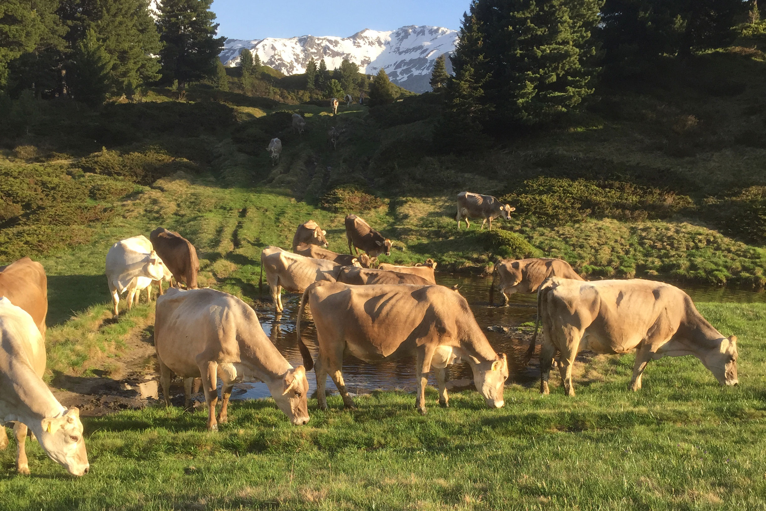 Mucche all'alpe